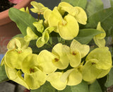 Euphorbia Milii 'Parisienne" Crown of Thorns Corona De Cristo Succulent