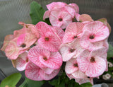 Euphorbia Milii SIAM DIAMOND Crown of Thorns Corona de Cristo Poysean Succulent