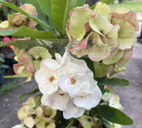 Euphorbia Milii ANGEL ROCK Crown of Thorns Corona de Cristo Cactus