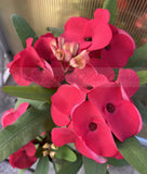 Euphorbia Milii HWAN CHAI Crown Of Thorns  Corona de Cristo