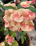 Euhorbia Milii CALIFORNIA SUNRISE Crown Of Thorns Corona de Cristo