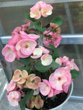 Crown of Thorns 'Angelique' Euphorbia Milii Corona de Cristo Cactus Plant