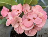 Euphorbia Milii SETHEE KOHN CAEN Crown of Thorns Corona de Cristo Giant Flowers