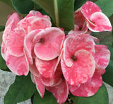 Euphorbia Milii SETHEE MUEANG CHAN Crown of Thorns Corona de Cristo Gigantic Flowers