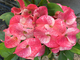 Euphorbia Milii DANCING QUEEN (POP CHOK) Crown of Thorns Corona De Cristo Succulent/Cactus