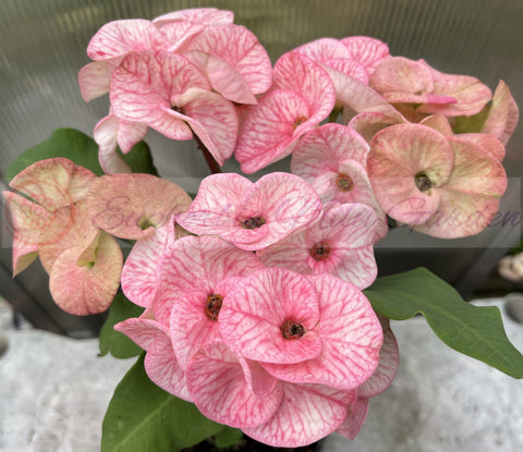 Euphorbia Milii SIAM DIAMOND Crown of Thorns Corona de Cristo Poysean Succulent