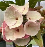 Euphorbia Milii TEXAS GODDESS Crown of Thorns Corona de Cristo Plant