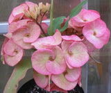 Euphorbia Milii UDOM PHON Crown of Thorns Corona de Cristo Cactus Thai Hybrid