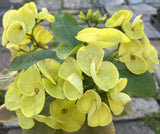 Euphorbia Milii 'Parisienne" Crown of Thorns Corona De Cristo Succulent