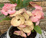 Euphorbia Milii SETHEE KOHN CAEN Crown of Thorns Corona de Cristo Giant Flowers