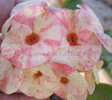 Euphorbia Milii MIDORI Crown of Thorns Corona De Cristo Poysean Thai Hybrid