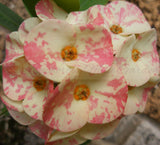 Euphorbia Milii HARLEQUIN Crown of Thorns Corona de Cristo Thai Hybrid