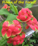 Euphorbia Milii Flame of the Forest Crown of Thorns – Starter Cutting
