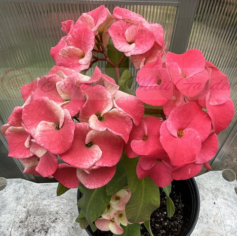 Euphorbia Milii DANCING QUEEN (POP CHOK) Crown of Thorns Corona De Cristo Succulent/Cactus