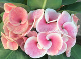 Euphorbia Milii SETHEE MUEANG CHAN Crown of Thorns Corona de Cristo Gigantic Flowers