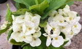 Euphorbia Milii SIAM WHITE Crown of Thorns Corona de Cristo Poysean Succulents Tropicals