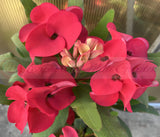 Euphorbia Milii HWAN CHAI Crown Of Thorns  Corona de Cristo