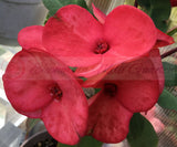 Euphorbia Milii SAFARI SUNSET Crown of Thorns Corona de Cristo Giant