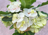 Euphorbia Milii Crown of Thorns "Southern Elegance" Thai Hybrid Coronas de Cristo