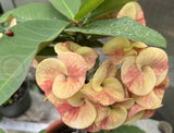 Euhorbia Milii CALIFORNIA SUNRISE Crown Of Thorns Corona de Cristo