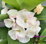 Euhorbia Milii Crown Of Thorns Premium Genetics Corona de Cristo