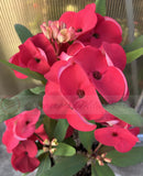 Euphorbia Milii HWAN CHAI Crown Of Thorns  Corona de Cristo
