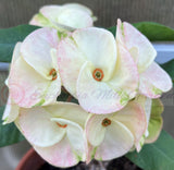 Euphorbia Milii TWILIGHT WONDER Crown Of Thorns Thai Hybrid Corona de Cristo