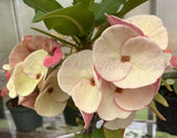 Euphorbia Milii TEXAS GODDESS Crown of Thorns Corona de Cristo Plant