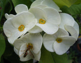 Euphorbia Milii BRIDAL WHITE Crown of Thorns Corona de Cristo Succulent