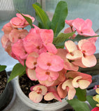 Euphorbia Milii SETHEE KOHN CAEN Crown of Thorns Corona de Cristo Giant Flowers