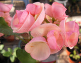 Crown of Thorns 'Angelique' Euphorbia Milii Corona de Cristo Cactus Plant