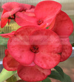 Euphorbia Milii SAFARI SUNSET Crown of Thorns Corona de Cristo Giant