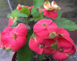 Euphorbia Milii Flame of the Forest Crown of Thorns – Starter Cutting