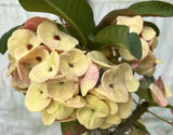 Euhorbia Milii Crown Of Thorns "Spanish Cream" COLLECTOR'S COLLECTION
