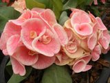 Euphorbia Milii SETHEE MUEANG CHAN Crown of Thorns Corona de Cristo Gigantic Flowers