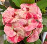 Euphorbia Milii MIDORI Crown of Thorns Corona De Cristo Poysean Thai Hybrid