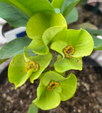 Euphorbia Milii 'Parisienne" Crown of Thorns Corona De Cristo Succulent