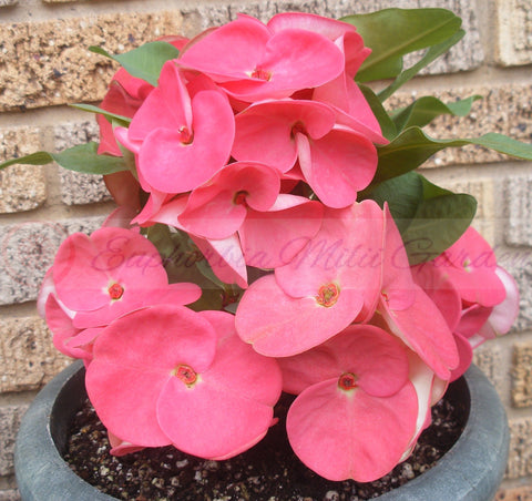Euphorbia Milii CHOMPO SETHEE Super Giant Crown of Thorns Corona de Cristo