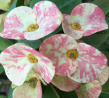 Euphorbia Milii HARLEQUIN Crown of Thorns Corona de Cristo Thai Hybrid