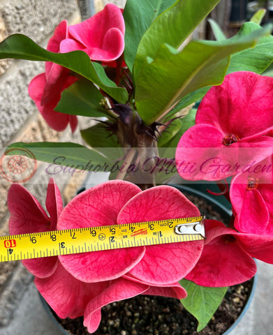 Euphorbia Milii SNOWFIRE Crown of Thorns  Corona de Cristo