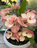 Euphorbia Milii SETHEE KOHN CAEN Crown of Thorns Corona de Cristo Giant Flowers