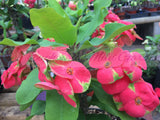 Euphorbia Milii Flame of the Forest Crown of Thorns – Starter Cutting