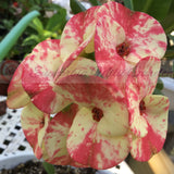 Euphorbia Milii MIDORI Crown of Thorns Corona De Cristo Poysean Thai Hybrid