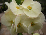 Euphorbia Milii BRIDAL WHITE Crown of Thorns Corona de Cristo Succulent