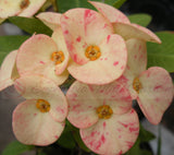 Euphorbia Milii HARLEQUIN Crown of Thorns Corona de Cristo Thai Hybrid
