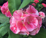 Euphorbia Milii BLESSING Crown Of Thorns  Corona de Cristo Cactus Succulents Tropicals
