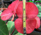 Euphorbia Milii SAFARI SUNSET Crown of Thorns Corona de Cristo Giant