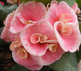 Euphorbia Milii SETHEE MUEANG CHAN Crown of Thorns Corona de Cristo Gigantic Flowers