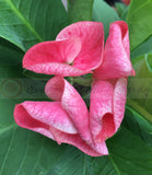 Euphorbia Milii SNOWFIRE Crown of Thorns  Corona de Cristo