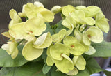 Euphorbia Milii 'Parisienne" Crown of Thorns Corona De Cristo Succulent